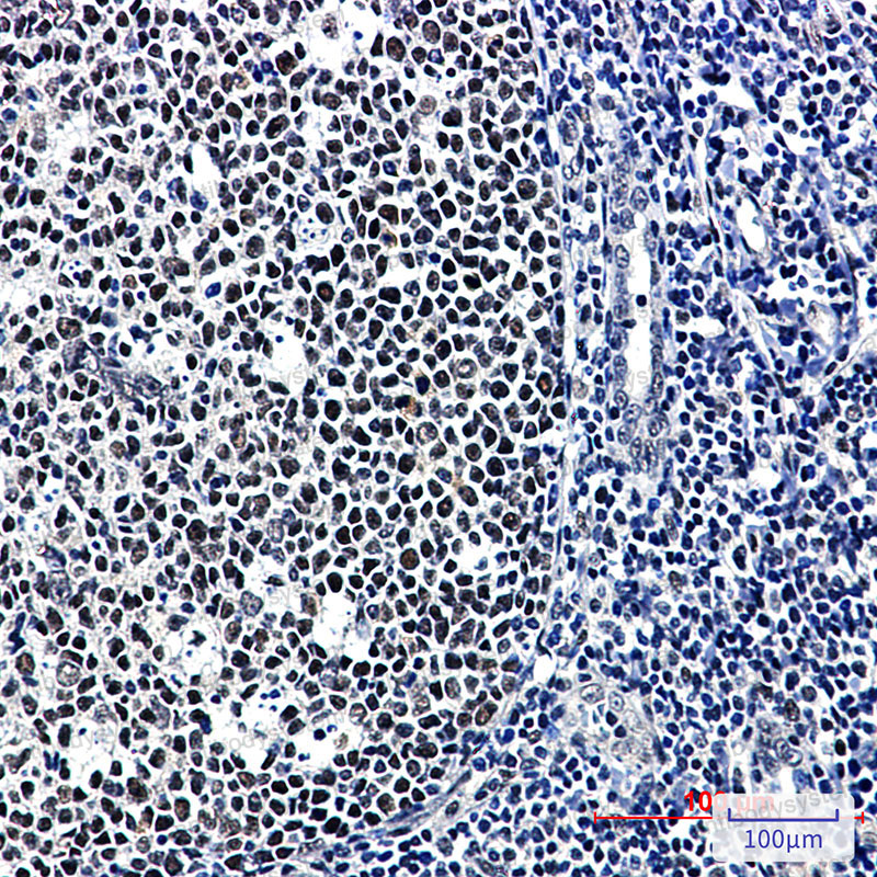 Валидация AntibodySystem RHN29801