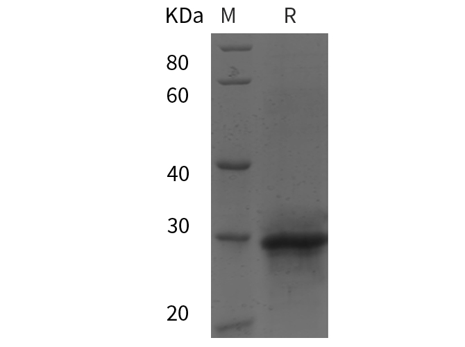 Валидация Elabscience PDEH101005(411)