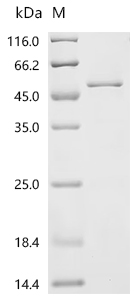 SDS-PAGE