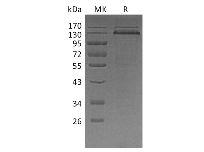 Валидация Elabscience PKSH033500(3804)