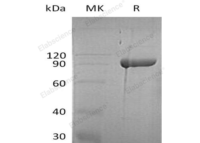 Валидация Elabscience PKSH032352(2842)