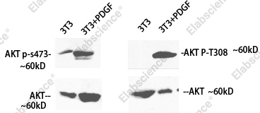 Вестерн-блоттинг, Phospho-Pan-Akt (Ser473), клетки 3T3