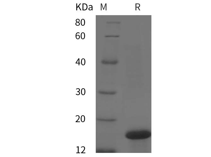 Валидация Elabscience PDEH100874(308)
