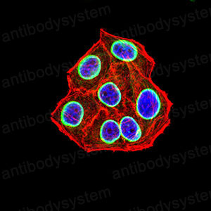 Валидация IF - AntibodySystem RHD40903