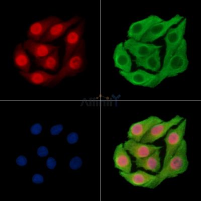 Валидация Affinity DF15783 - 12267