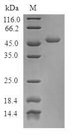 SDS-PAGE