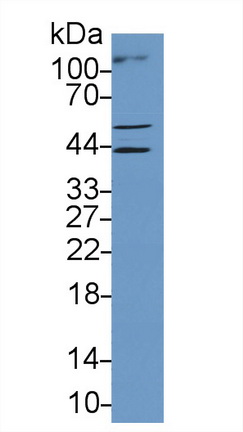 9641
