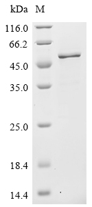 SDS-PAGE