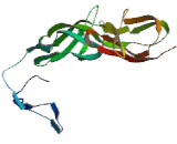 Receptor II For The Fc Region Of Immunoglobulin G (FcgRII) Receptor II For The Fc Region Of Immunoglobulin G (FcgRII)