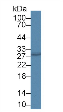 10342