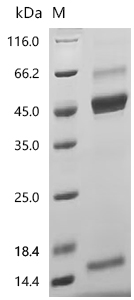 SDS-PAGE