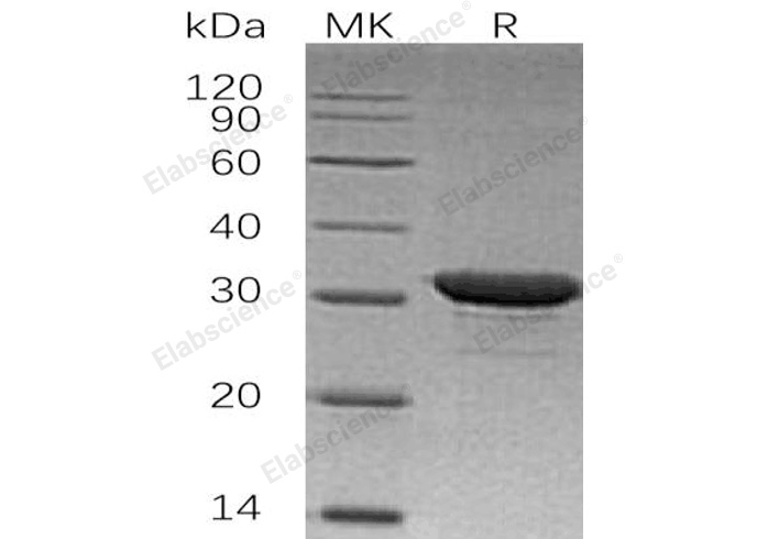 Валидация Elabscience PKSH032590(3037)