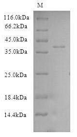 SDS-PAGE