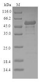 SDS-PAGE