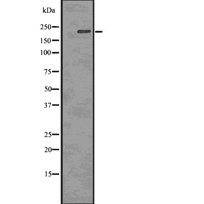 Валидация Affinity DF2978 - 13720