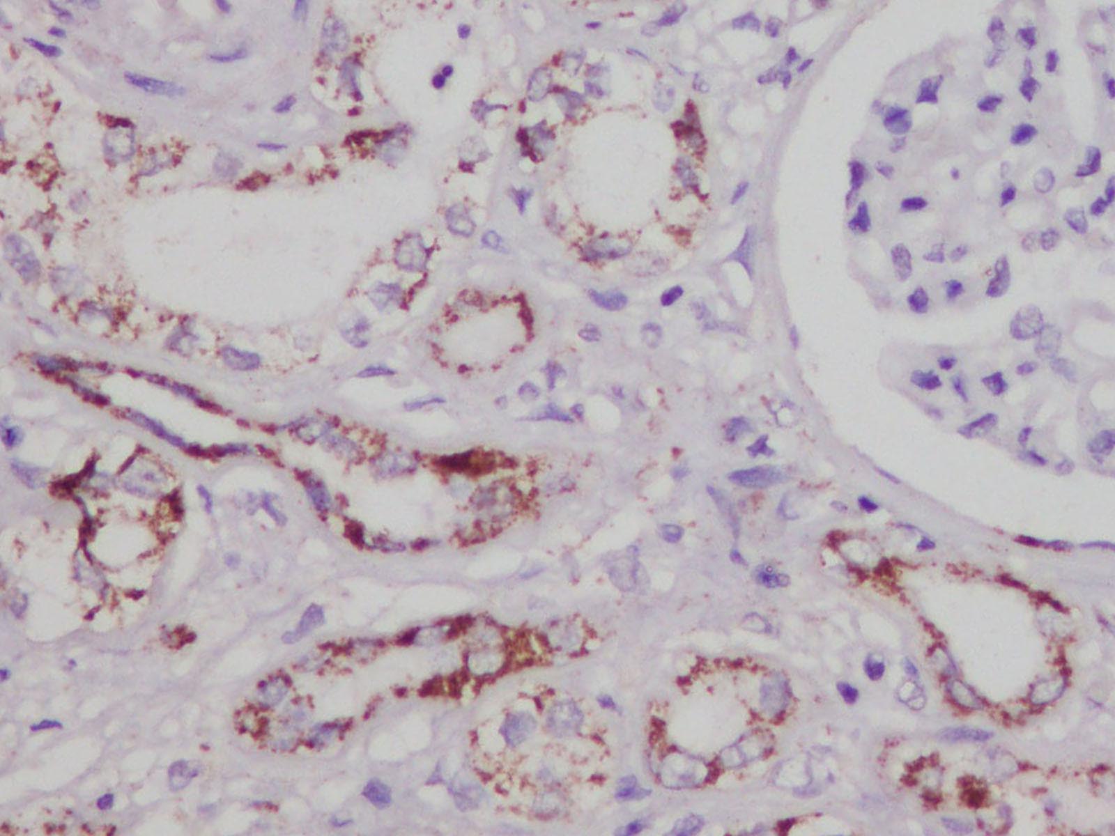 Валидация Elabscience D-AB-10436L