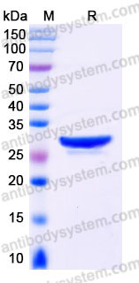 YHB98502, SDS-PAGE