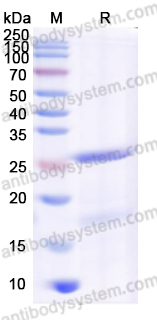 Валидация AntibodySystem YHJ25201