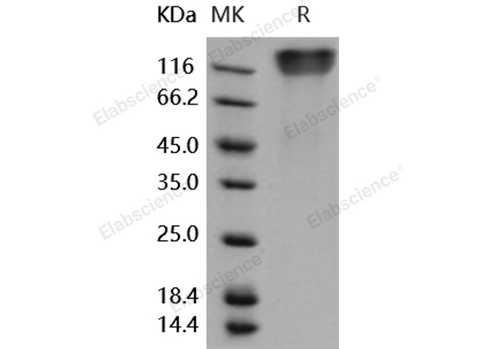 Валидация Elabscience PKSH031718(2358)