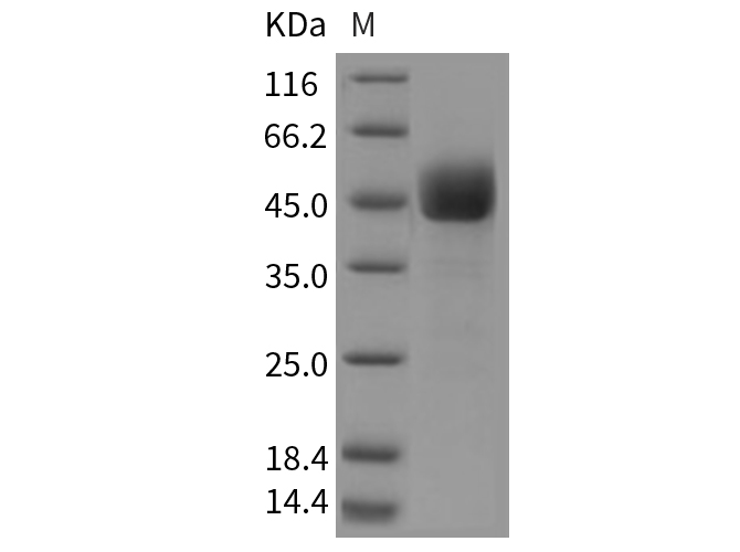 Валидация Elabscience PKSM040705(4682)