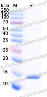 EHF70601, SDS-PAGE