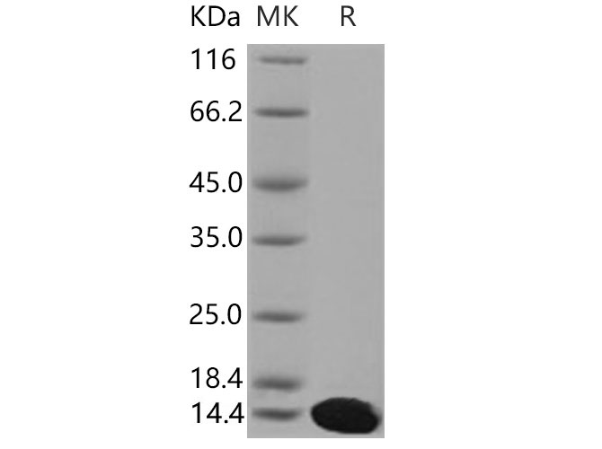 Валидация Elabscience PKSM040687(4667)