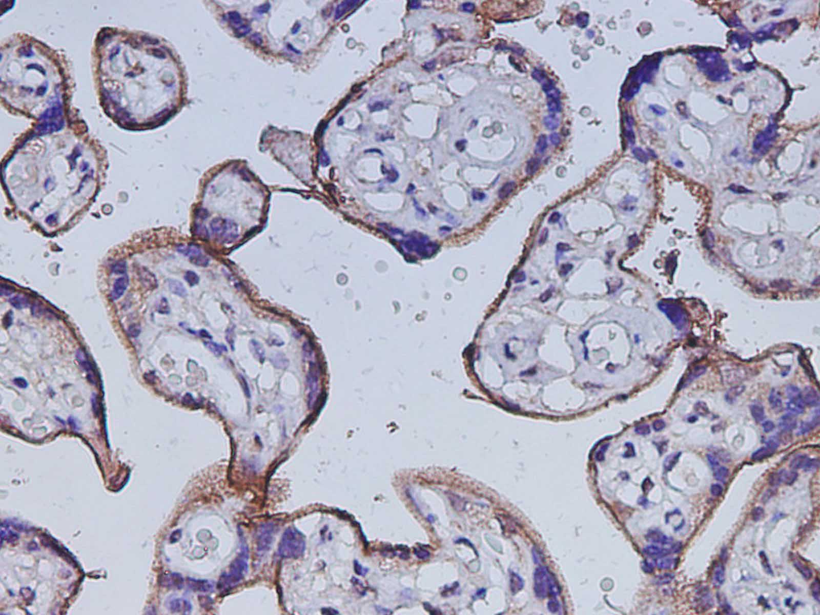 Валидация Elabscience D-AB-10448L