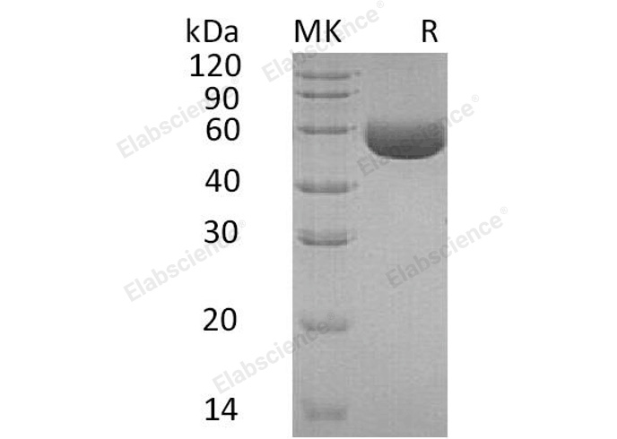 Валидация Elabscience PKSH032174(2699)