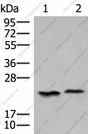 Вестерн-блоттинг, HEBP1, клетки 293T