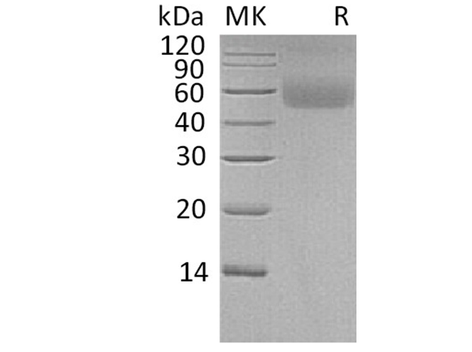 Валидация Elabscience PKSH033342(3673)
