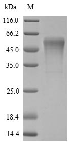 SDS-PAGE