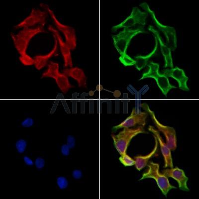 Валидация Affinity DF12319 - 6715