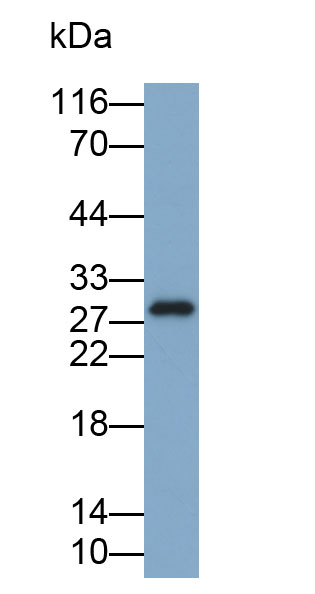 33453