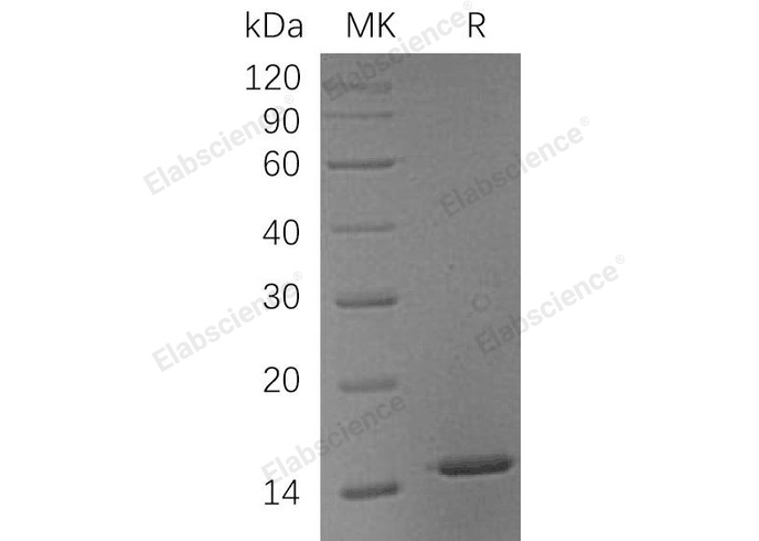 Валидация Elabscience PKSH032471(2941)