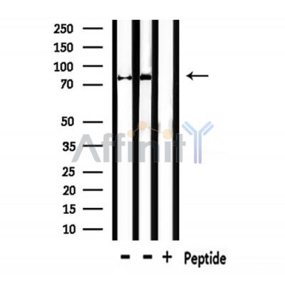 Валидация Affinity DF7543 - 19294