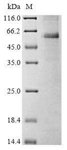 SDS-PAGE