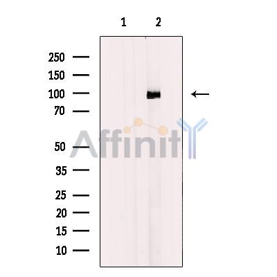 Валидация Affinity AF4632 - 2244