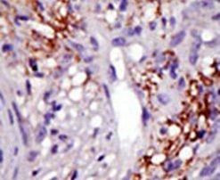 Валидация AssayVector ARM2371(4145)