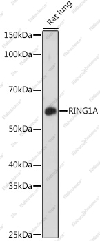 Вестерн-блоттинг, RING1A, ткань легкого крысы