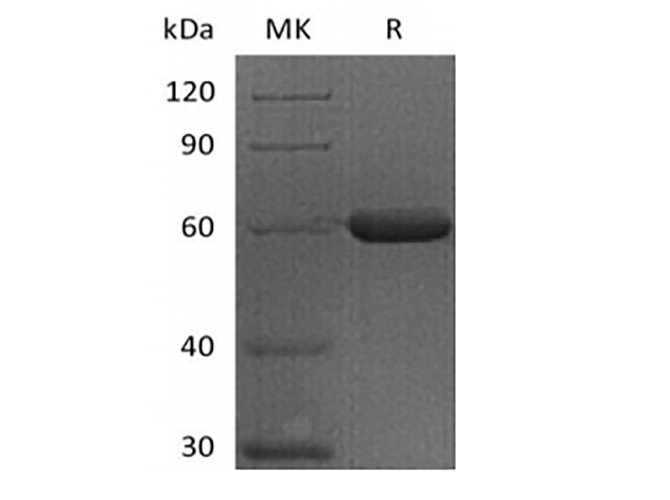 Валидация Elabscience PKSH033854(4089)