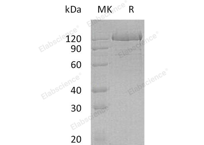 Валидация Elabscience PKSH032977(3366)