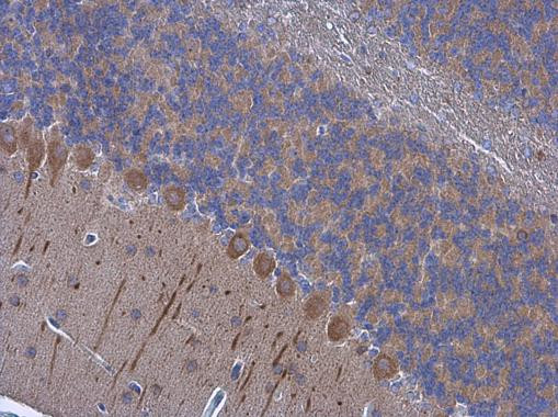 Валидация AssayVector ARM2621(4816)