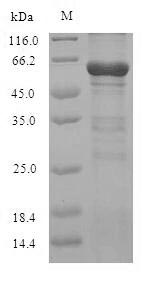 SDS-PAGE