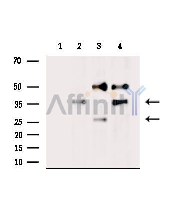 Валидация Affinity DF8687 - 20662