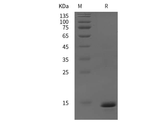 Валидация Elabscience PDEM100313(637)