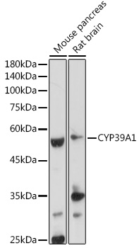 Валидация Elabscience E-AB-92279