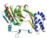 Retinol Binding Protein 3, Interstitial (RBP3) Retinol Binding Protein 3, Interstitial (RBP3)