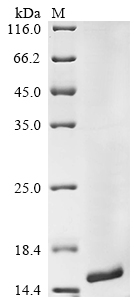 SDS-PAGE