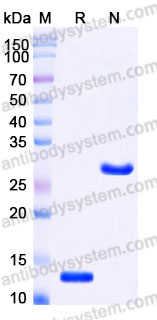 ARC81801, SDS-PAGE