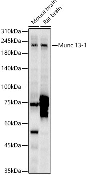 Валидация Elabscience E-AB-92457